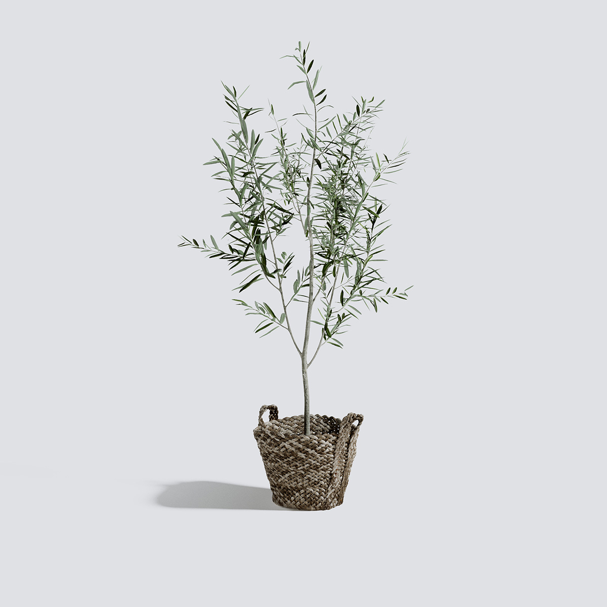Olive Tree Triangle Form 3d Models Scenes